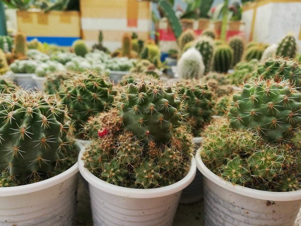 Cây xương rồng móc câu