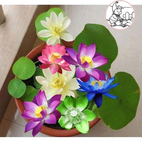 HẠT HOA SEN NHẬT MINI - GÓI 5 HẠT