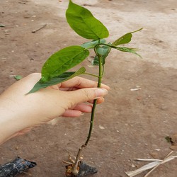 Combo 2 thìa canh lá to chuẩn giống - Tặng cây thìa canh lá nhỏ