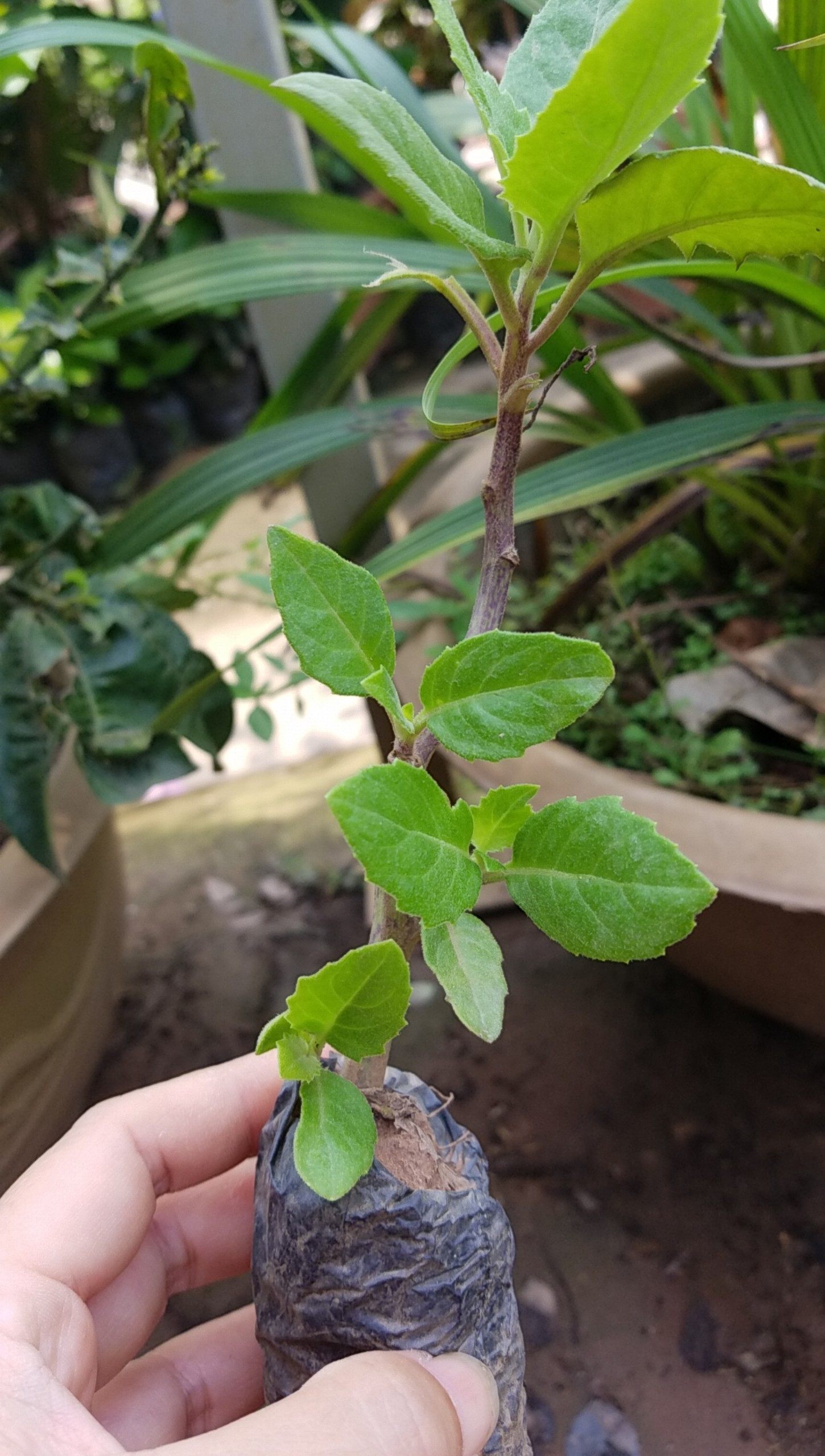 5 cây giống rau bầu đất dễ trồng nhanh thu hoạch