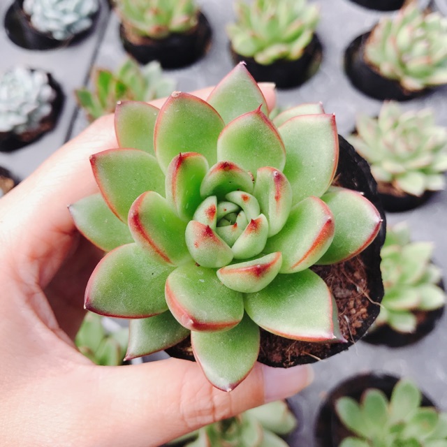 Sen đá viền đỏ size bầu 3-5 cm