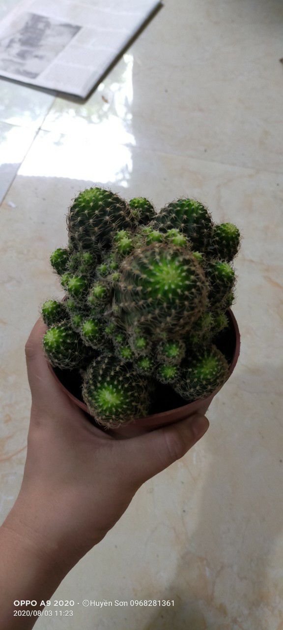 xương rồng Lobi cả chậu