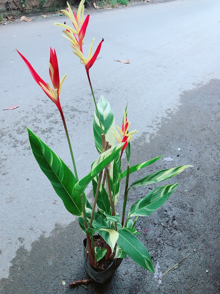 [HCM]Chuối Mỏ Két Size Đại