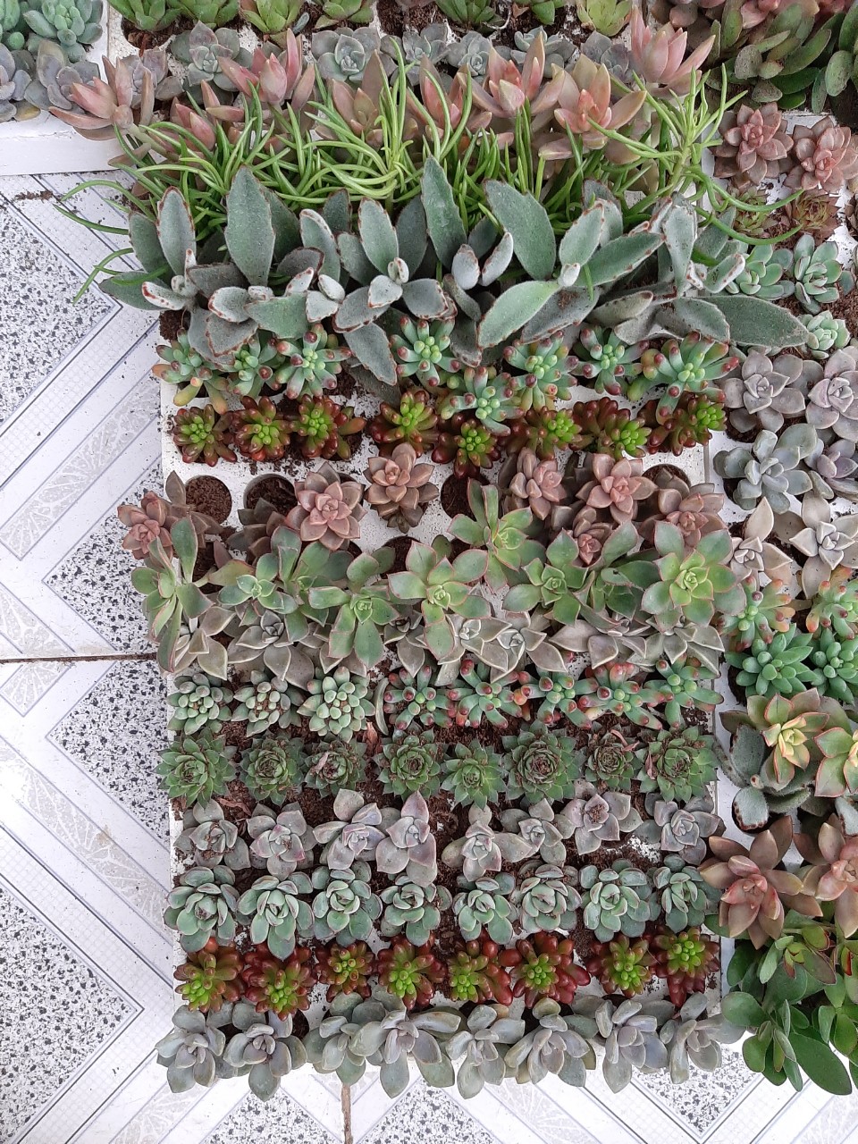 Combo 1 vỉ 100 cây sen đá (16-20 loại) -size vỉ (3-4 cm)