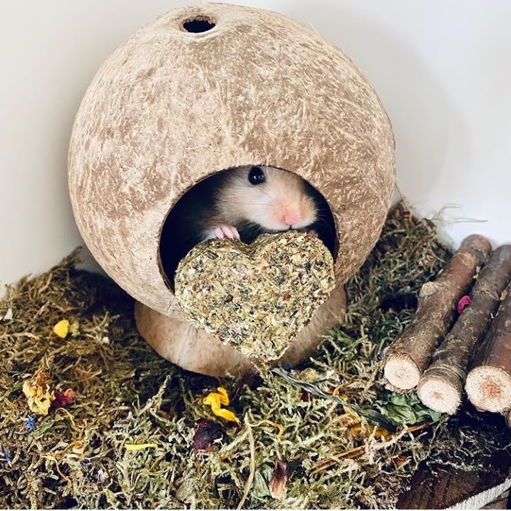 Hang Hamster gáo dừa tròn Yescoco Xưởng SX
