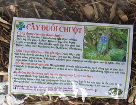 Cây đuôi chuột (1kg khô) - DTX191