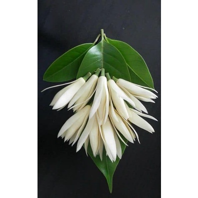 cây giống hoa ngọc lan trắng