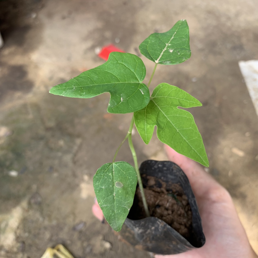 Cây giống đu đủ LÙN Đài Loan ruột đỏ
