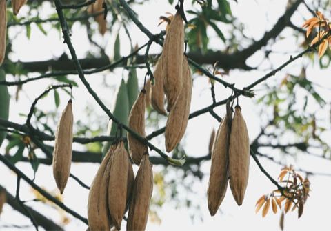 Hạt giống cây bông gòn (gạo xanh) - 100gram