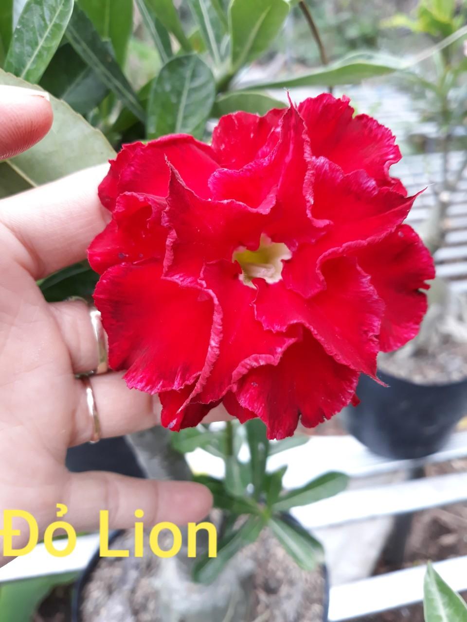 Cây hoa sứ thái cánh kép " đỏ lion " - bảo hành mặt hoa kép y ảnh