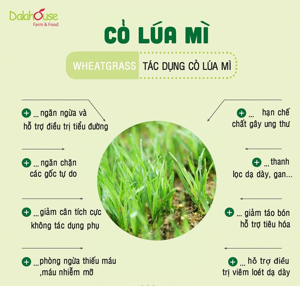 Bột cỏ lúa mì hữu cơ Dalahouse (Hộp 20 gói x3gr)