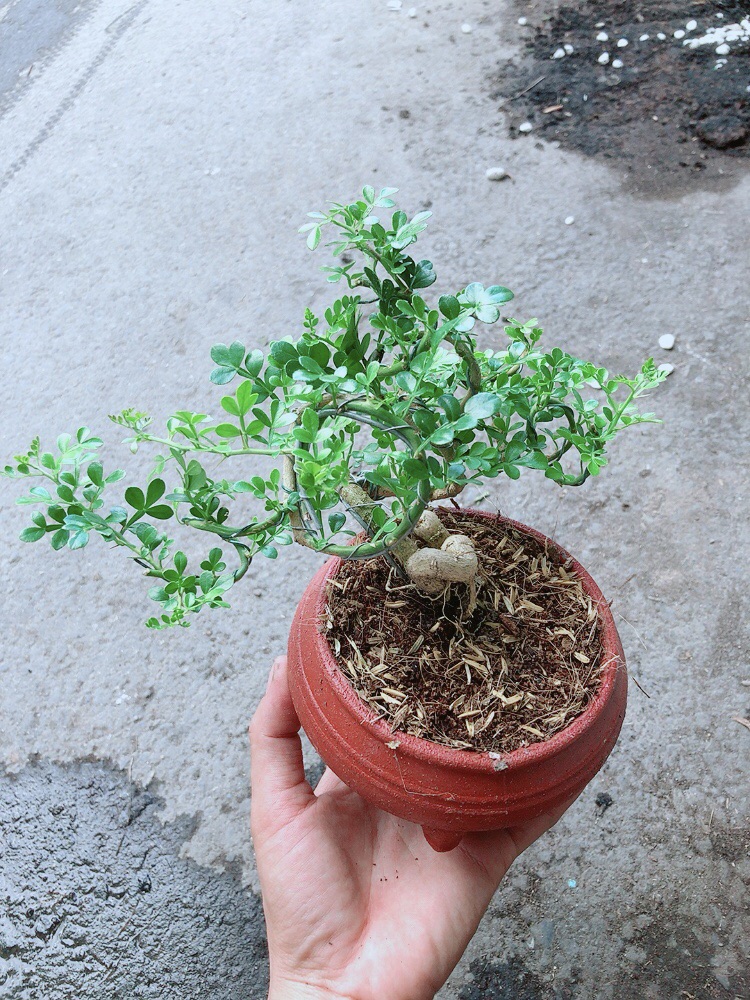[HCM]Chậu Cây Cần Thăng