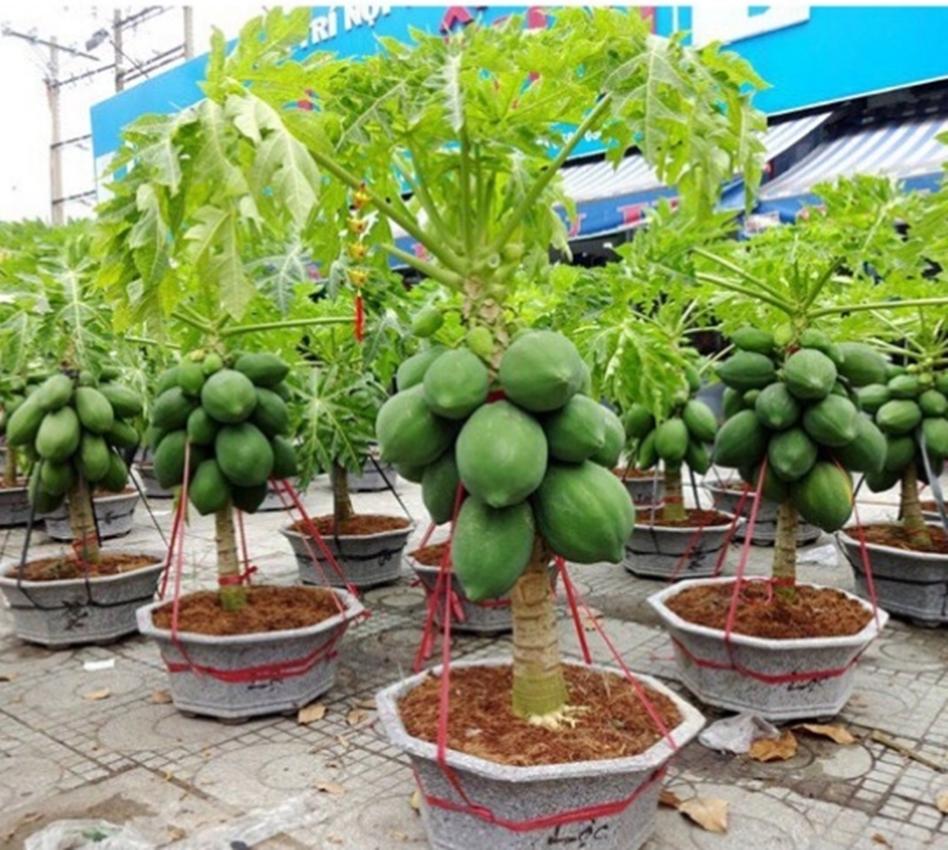 Hạt giống ĐU ĐỦ RUỘT ĐỎ F1