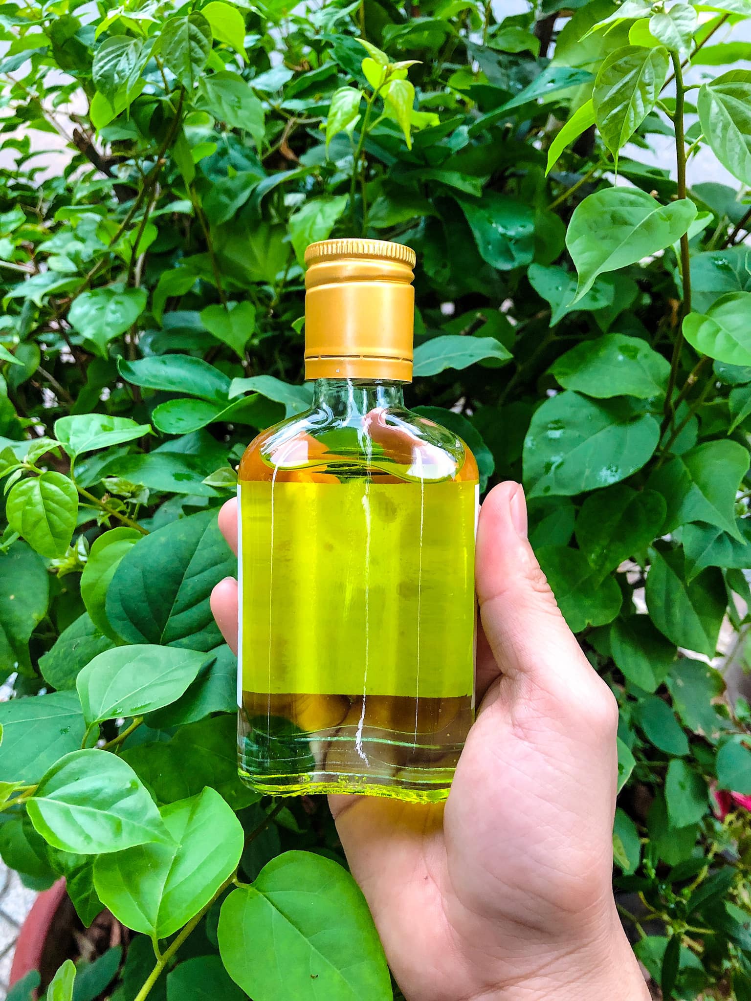 Tinh dầu tràm Huế nguyên chất 100 ml