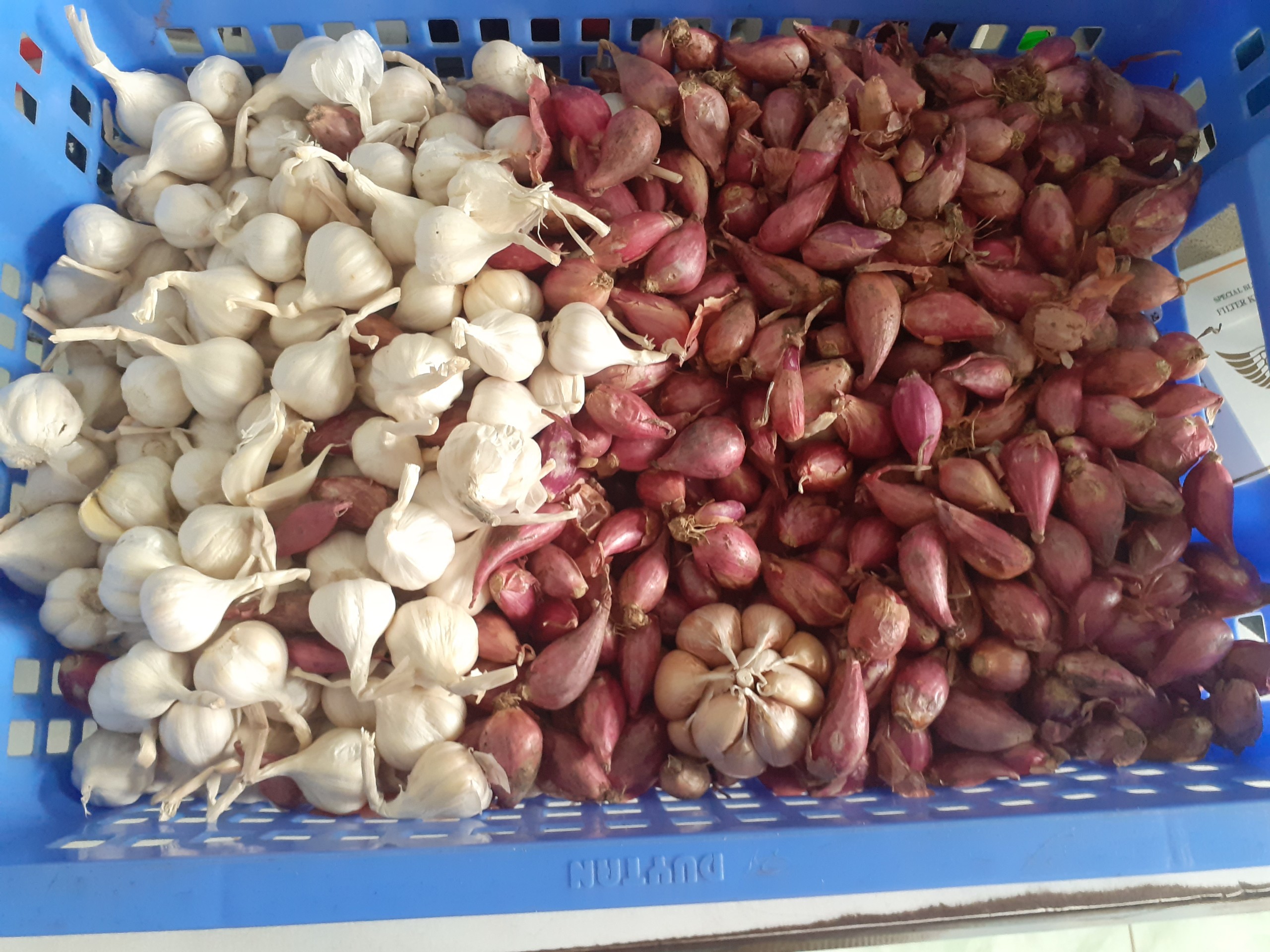 Củ Hành Tím quê Em.