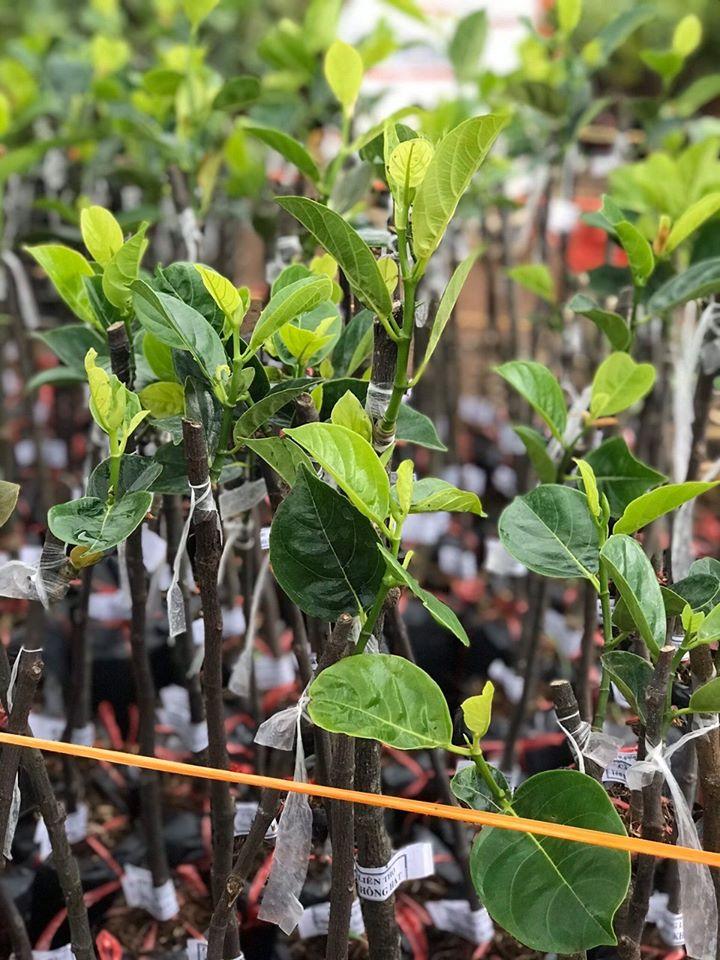 Cây giống mít không hạt - Cây trong bầu