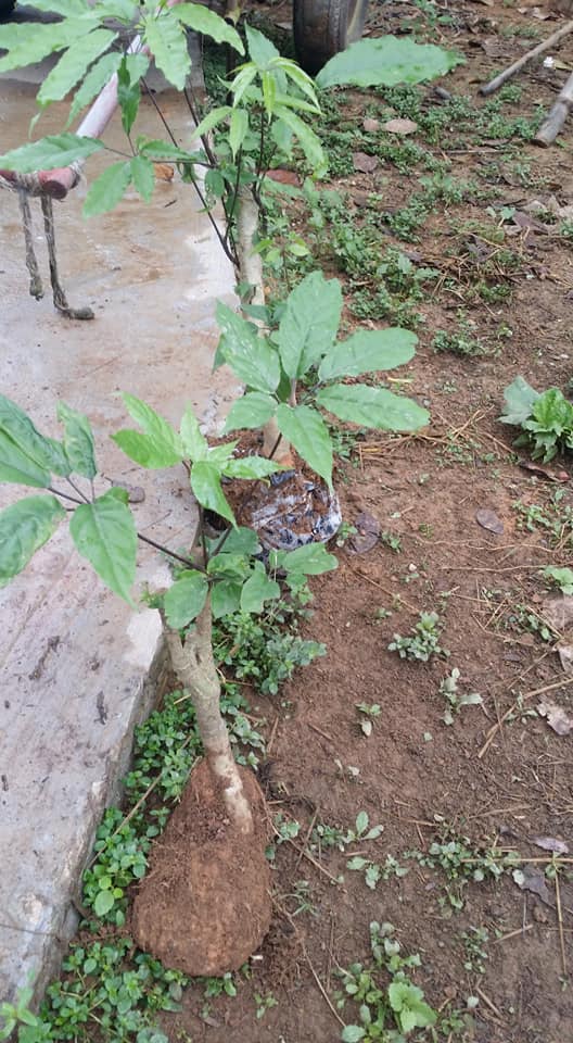 Lá Lằng Nghệ - Tĩnh 0349767746