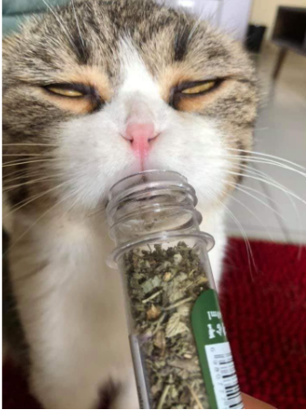 CATNIP CỎ MÈO