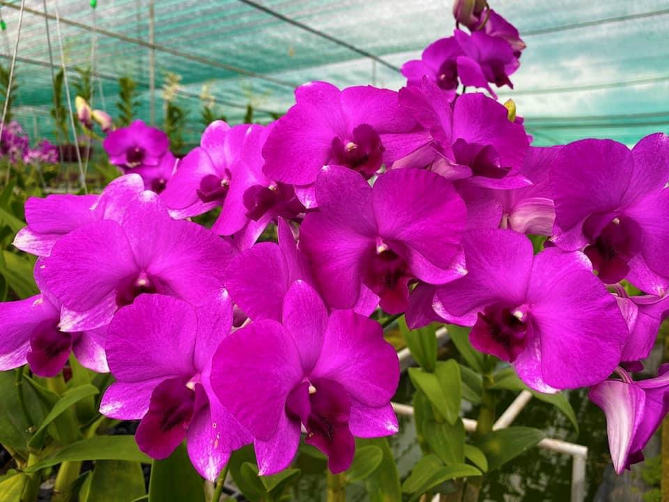 HOA LAN DEN LAI HỒ ĐIỆP TÍM