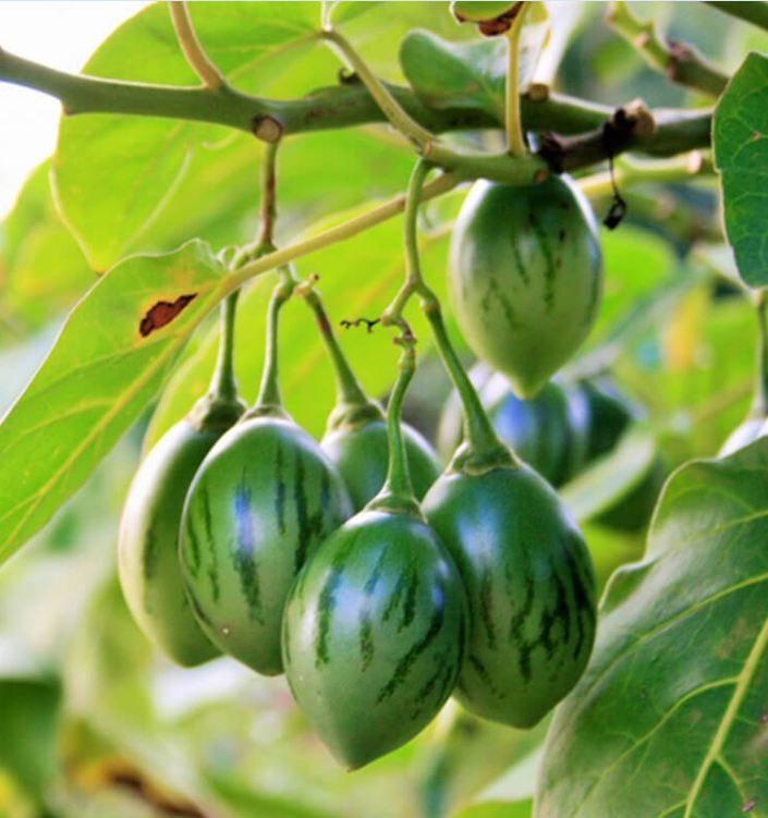 "Gói 10 Hạt " Hạt giống cà chua thân gỗ