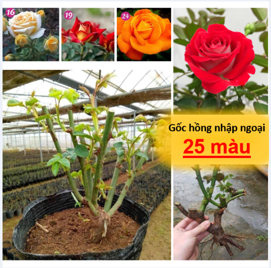 Gốc hoa hồng nhập ngoại - Rễ khoẻ, Bông to đẹp