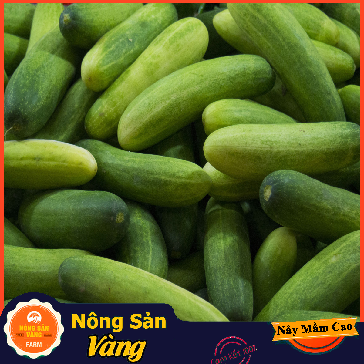 F1 melon seed (cucumber) high germination rate, growth and healthy, high productivity (pack of 20 seeds)-shallow yellow
