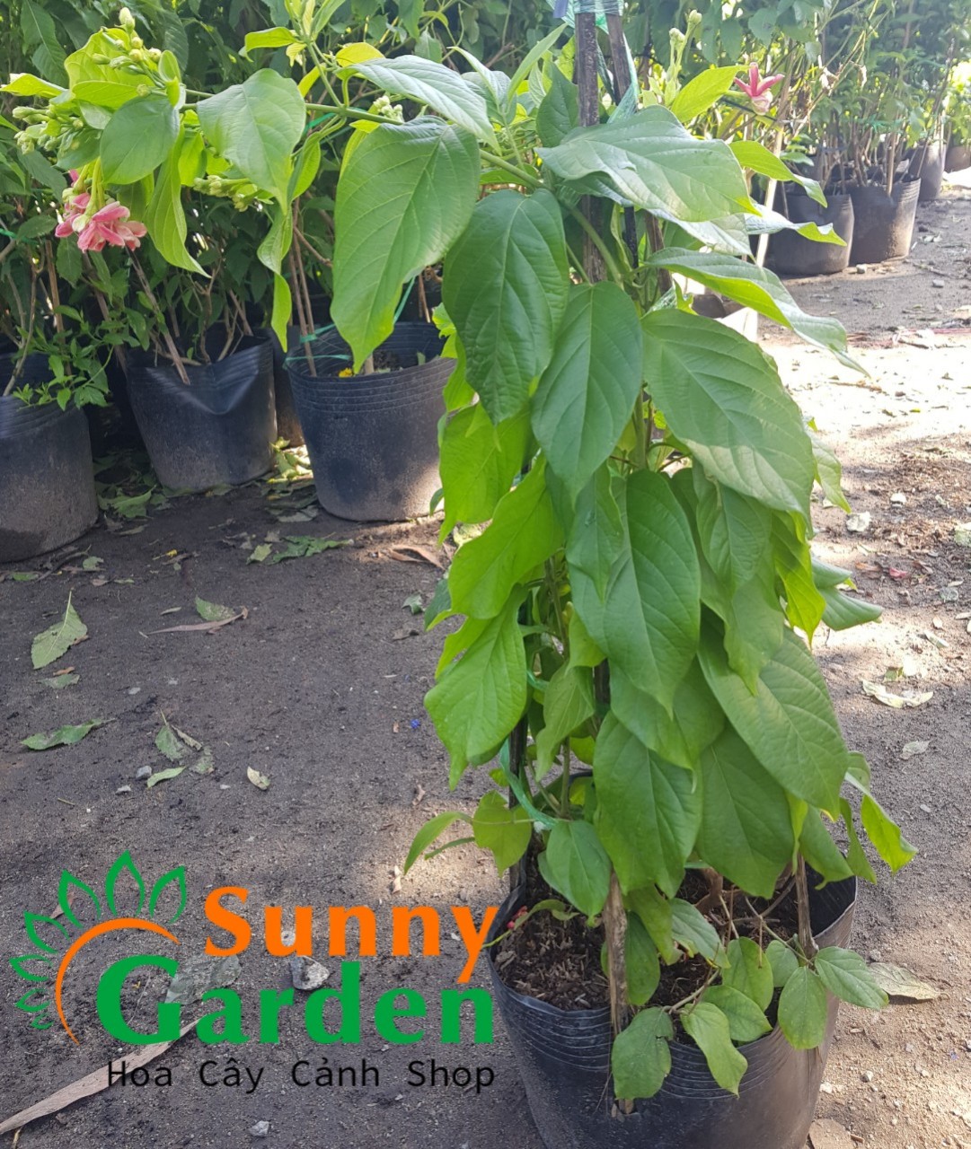 Cây Sử Quân Tử ( Trang Leo), Cao 50-70cm - Cây Cảnh