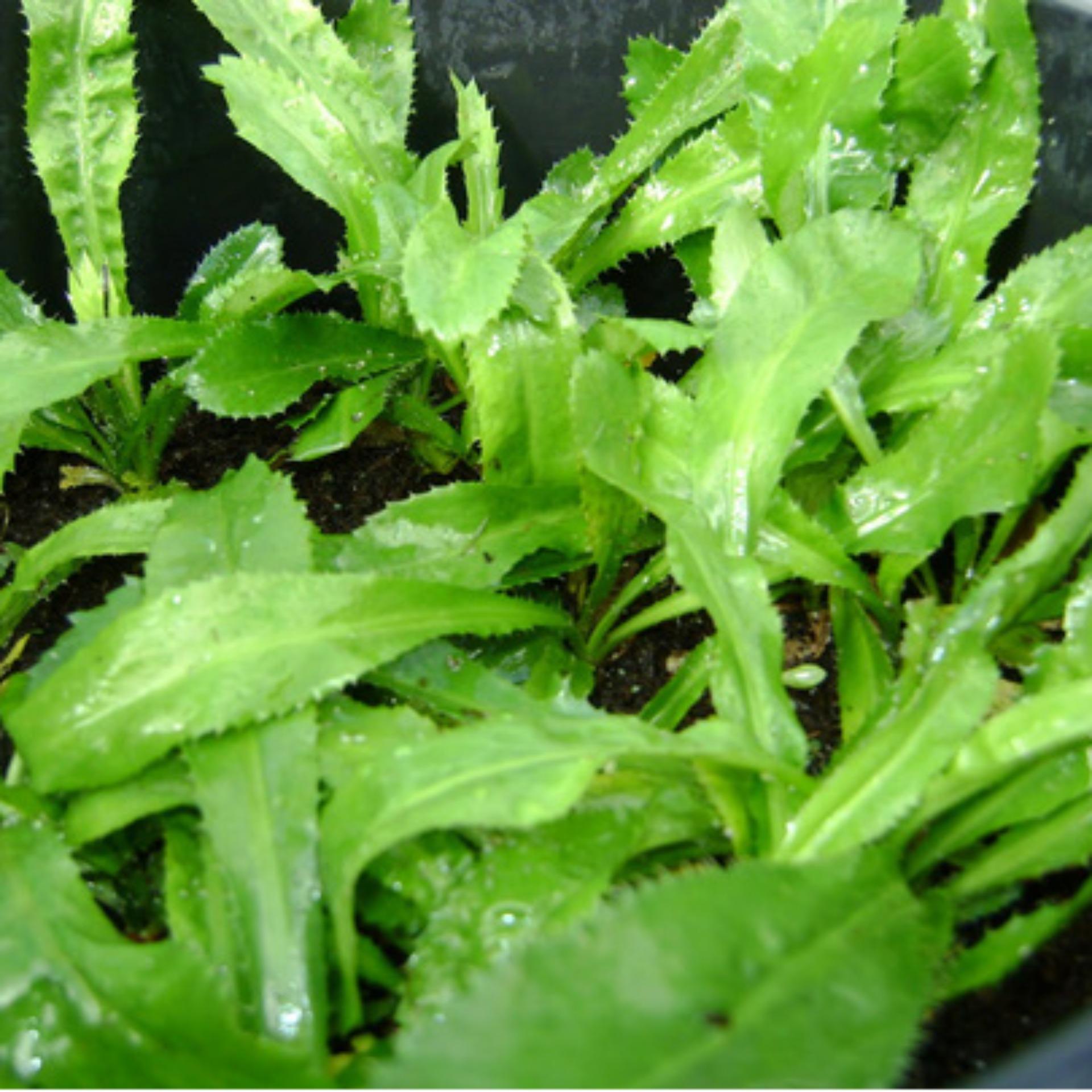 2g Hạt giống Ngò gai