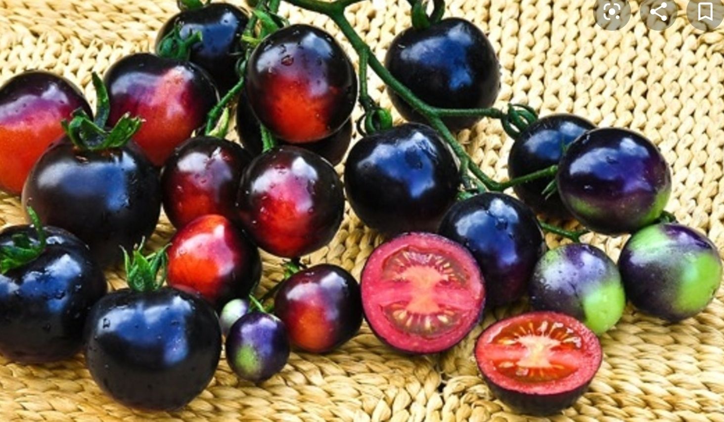 Hạt giống Cà chua đen (Black Tomato) - Maivangseeds