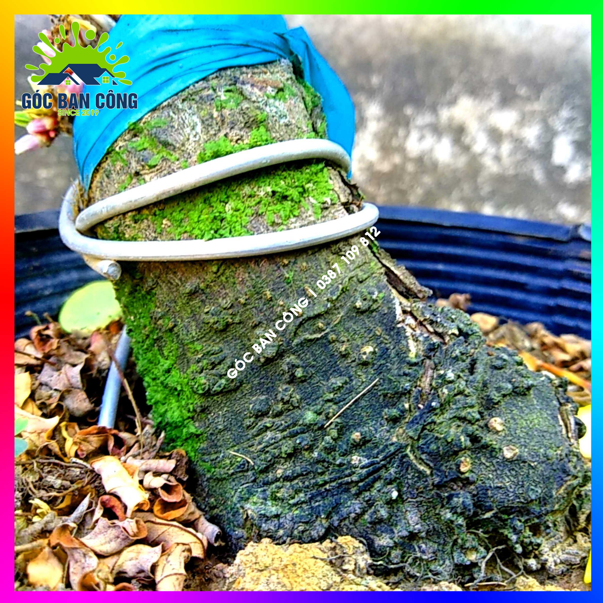 Cây Khế Bonsai Mini Gốc Quái - KBS14