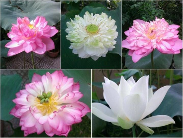 5 hạt giống sen cung đình