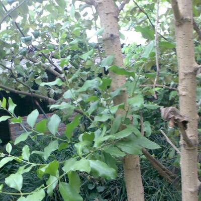 1KG TẦM GỬI  DÂU