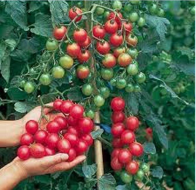 Combo 5 gói cà chua các loại - ( cà chua đen - lùn đỏ vàng - cà chua bi dây đỏ - cà chua socola )