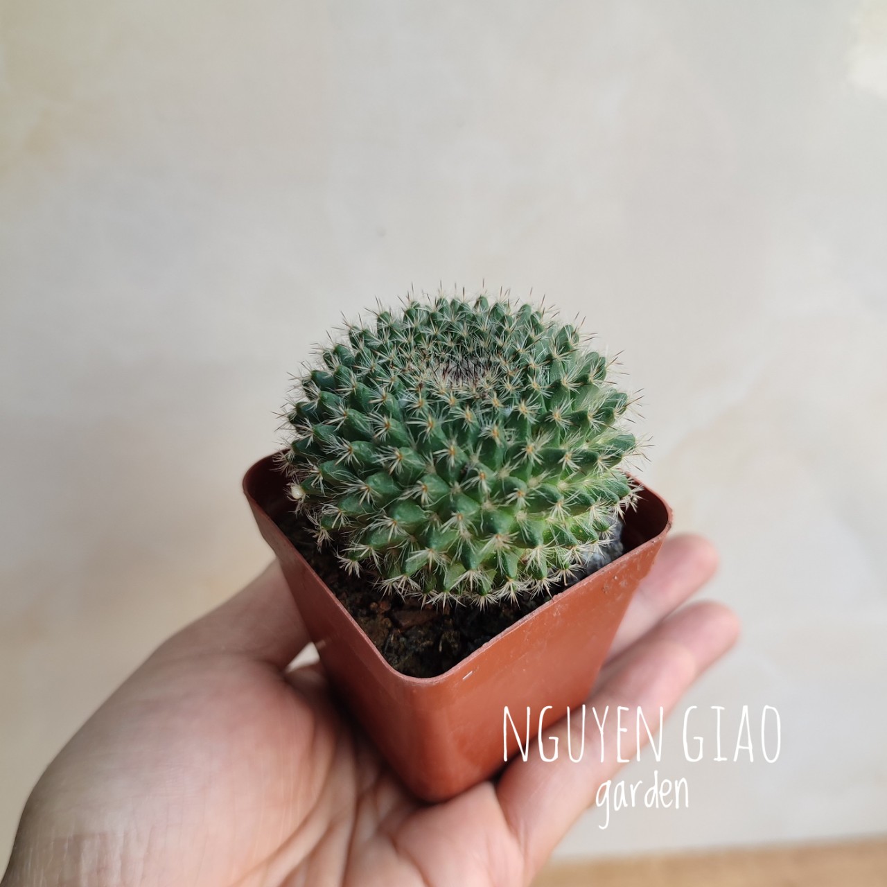 Cây xương rồng bánh sinh nhật mini
