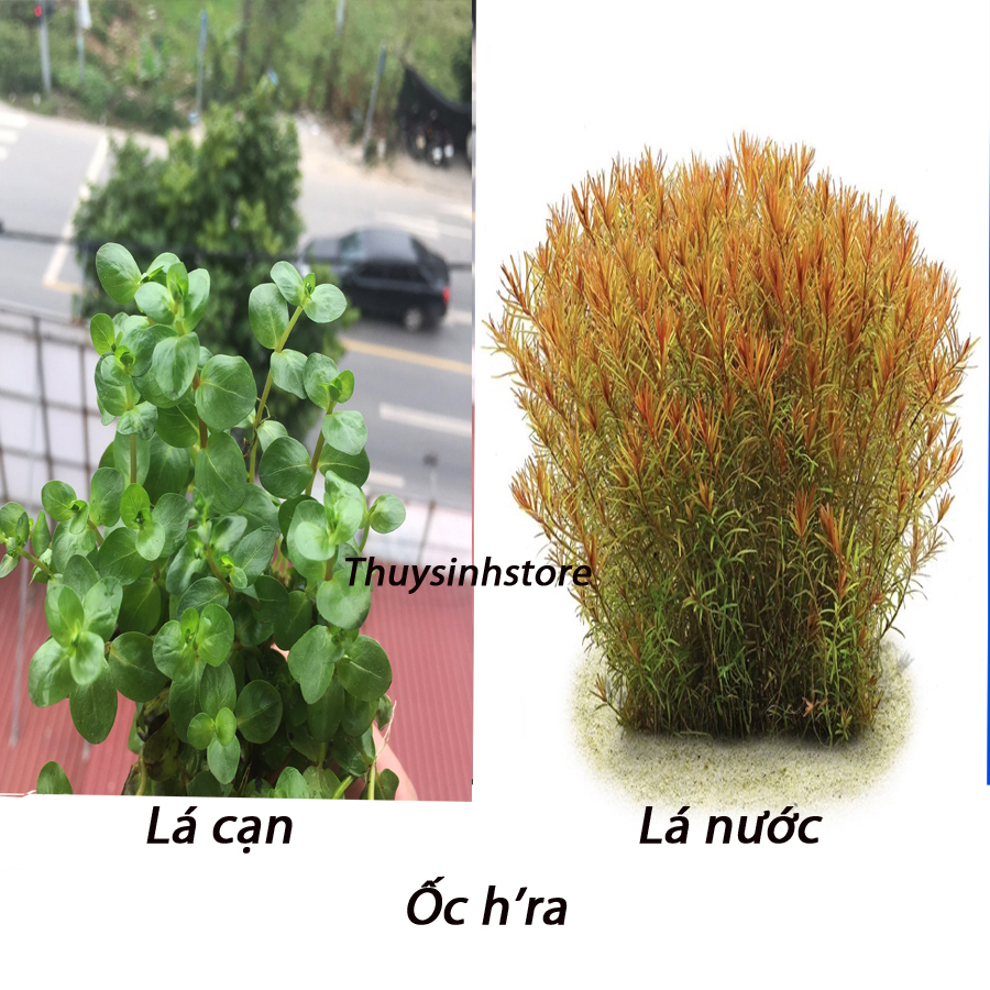 Vảy Ốc hra Cam (Rotala Rotundifolia Hra ) 14 ngọn - Cây Thuỷ Sinh