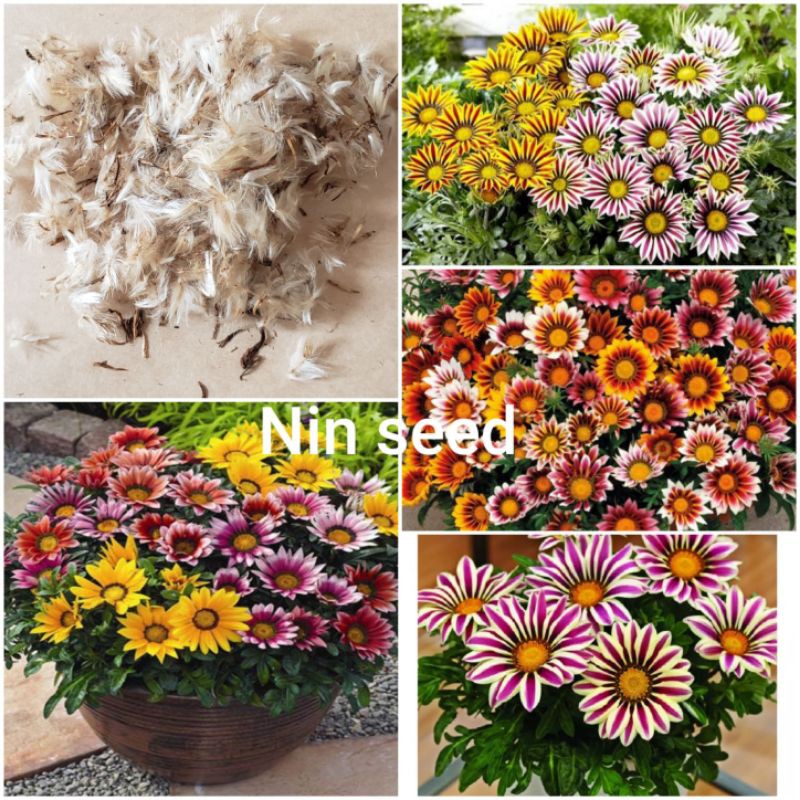 50 Hạt Giống Hoa Cúc Huân Chương Mix Màu - Nhập Khẩu Đức