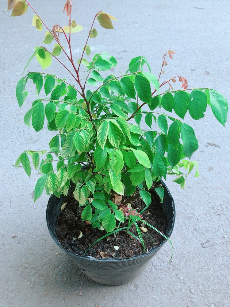 Cây Khế Cho Sai Trái