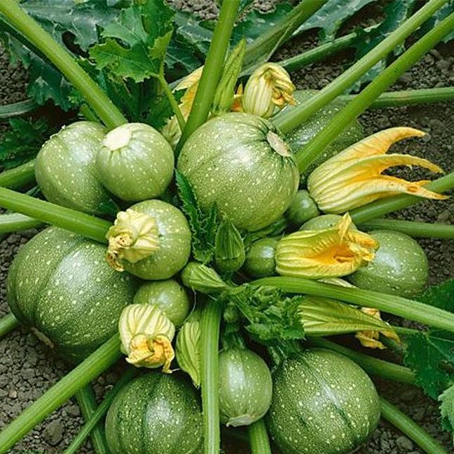 Hạt Giống Bí Ngòi Tròn Sai Trái (1gr)