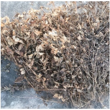 1kg cây cứt lợn khô (hoa ngũ sắc, cây cỏ hôi)