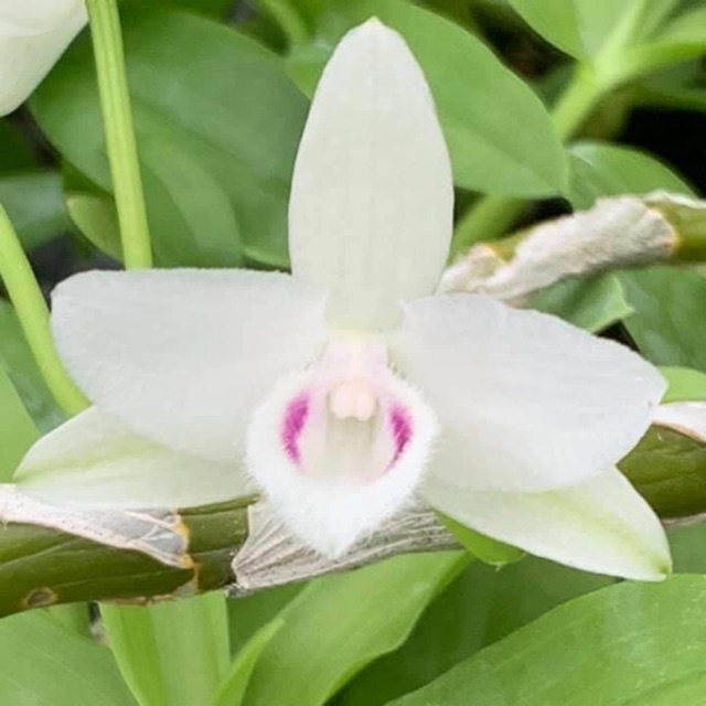 Hoa lan trầm 5 cánh trắng DL137 cam kết chất lượng