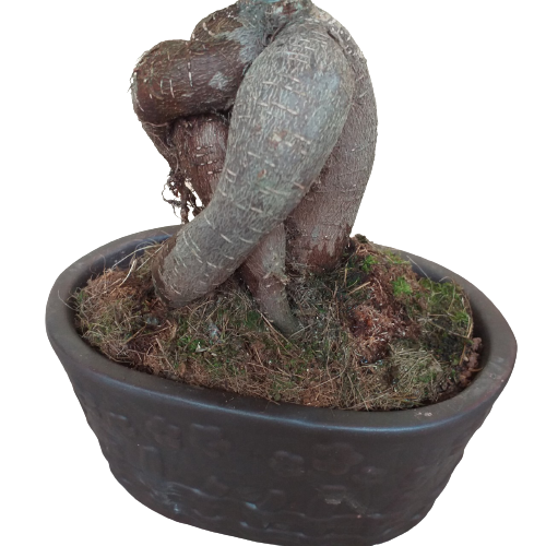 Cây Si Nhật, cây si bonsai, cây phong thủy