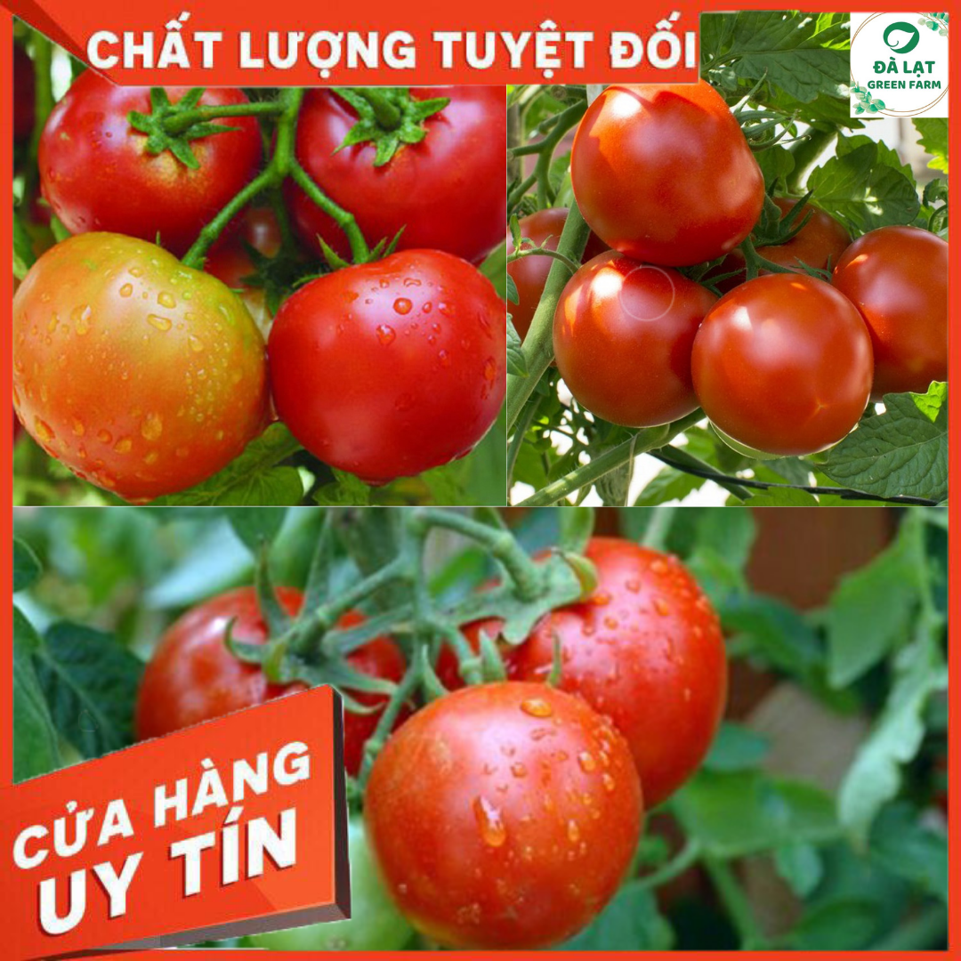 HẠT GIỐNG CÀ CHUA QUẢ TO CHỊU NHIỆT (CAO SẢN)_50 HẠT