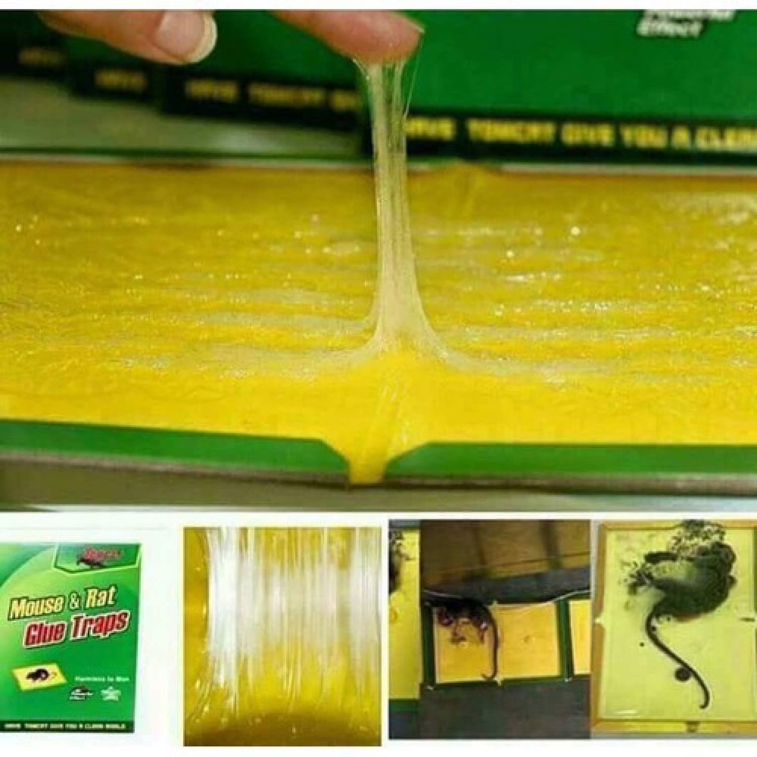 Keo bẫy chuột thần thánh