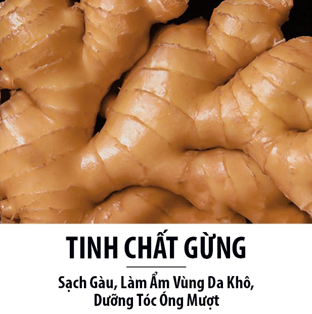 [Set nhỏ du lịch] Dầu Gội Dầu Xả Tinh Chất Gừng Sadoer Kích Thích Mọc Tóc, Giảm Gãy Rụng, Sạch Gàu, Dưỡng Tóc Khỏe Mượt