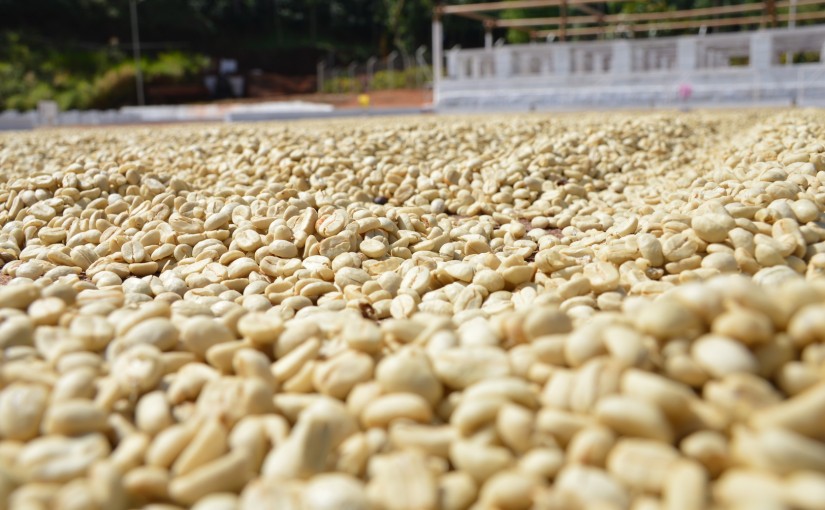 600g cà phê nhân arabica cầu đất