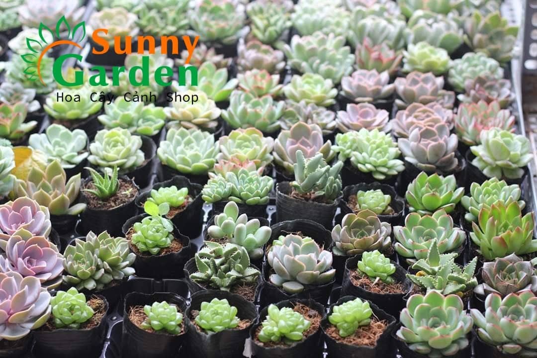 Combo 20 Sen Đá Size Vừa Chọn Ngẫu Nhiên