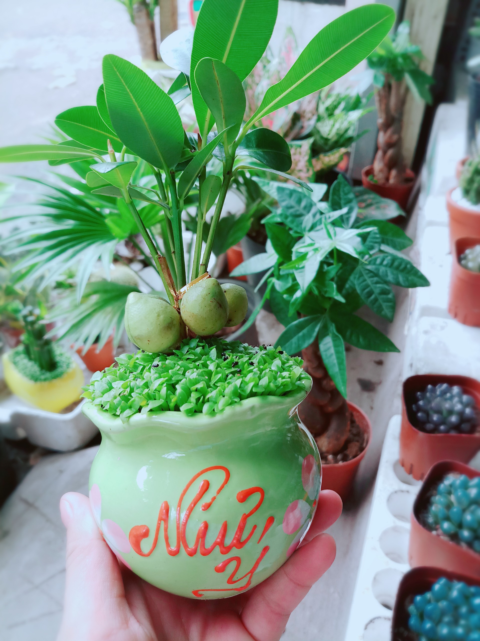 Cây Tài Lộc Như ý