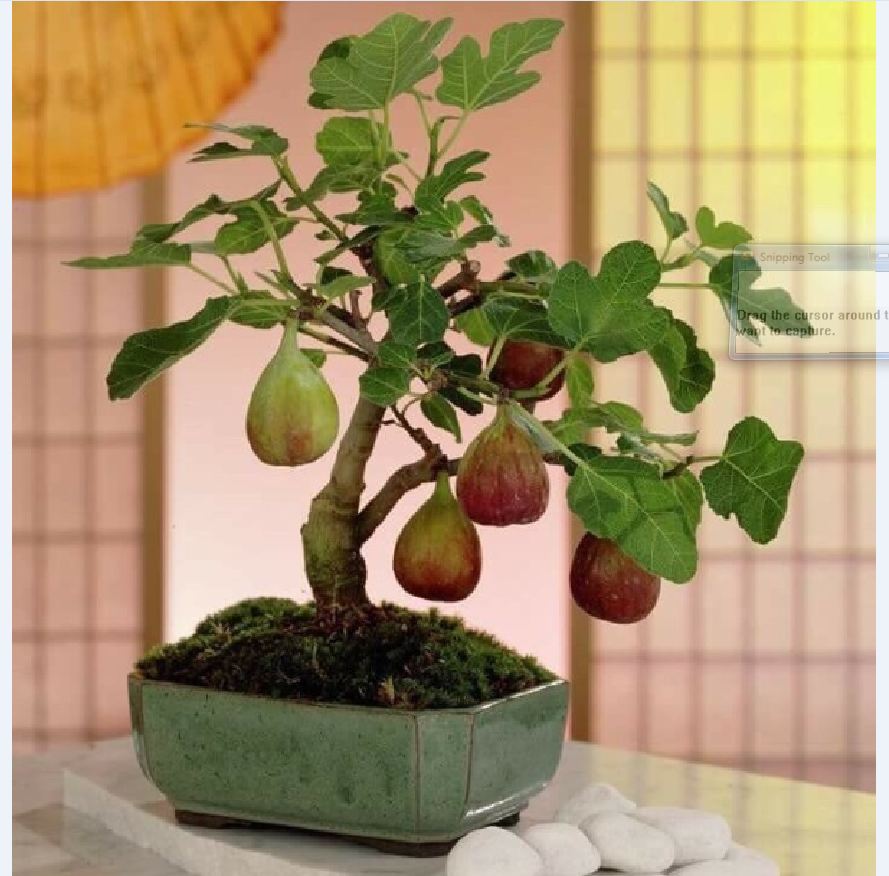 Hạt giống cây sung mỹ- sung ngọt  sung đường 10 hạt/gói