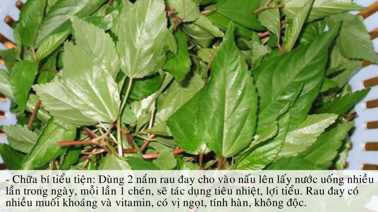 [HCM]Gói 20g hạt giống rau đay đỏ