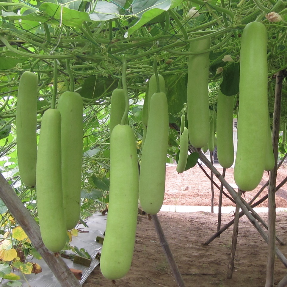 Hạt giống bầu Lai F1 trái suôn dài năng suất cao PTP03 | Phởms Market